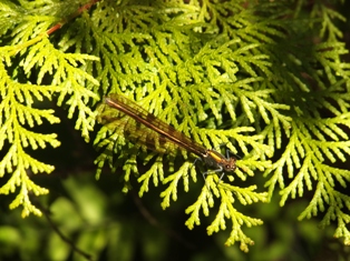 e0275976_23184995.jpg