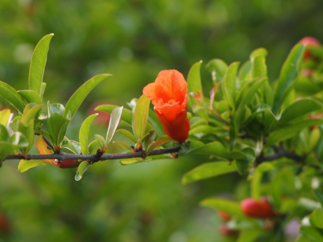 ザクロ　　　バラ　　　　初夏の花　    zeiss sonnar　　　　_a0085679_21594790.jpg