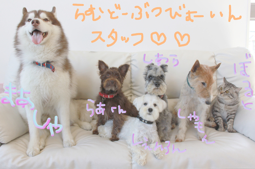 うちのこ大集合。_c0245679_1433295.jpg