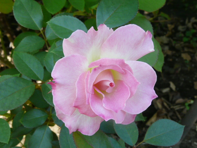 バラの花の構造 のん木草 みどり見て歩き