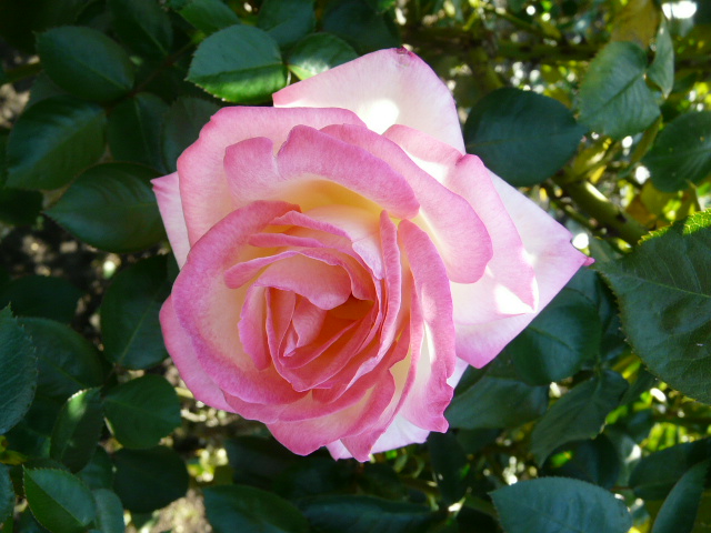 バラの花の構造 のん木草 みどり見て歩き