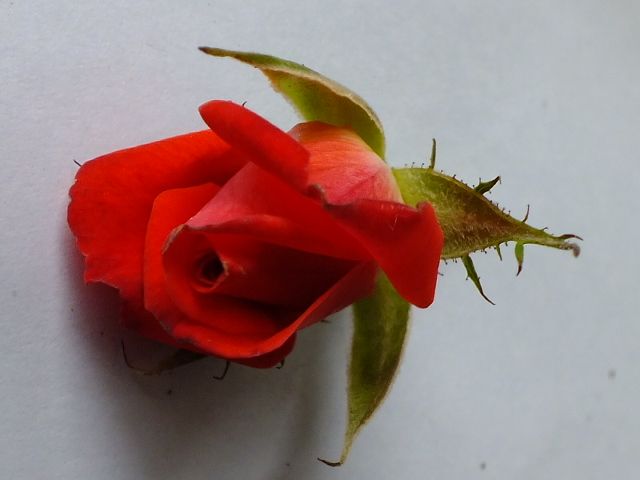 バラの花の構造 のん木草 みどり見て歩き