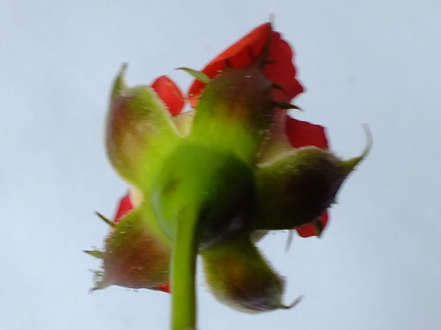 バラの花の構造 のん木草 みどり見て歩き