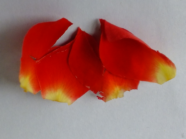 バラの花の構造 のん木草 みどり見て歩き バラの花の構造 のん木草 みどり見て歩き