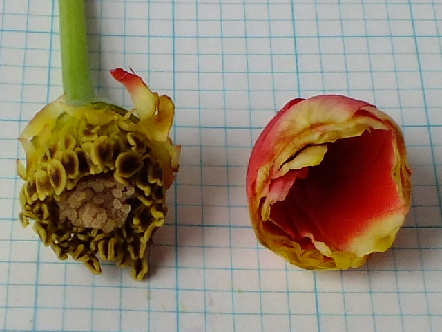 バラの花の構造 のん木草 みどり見て歩き バラの花の構造 のん木草 みどり見て歩き