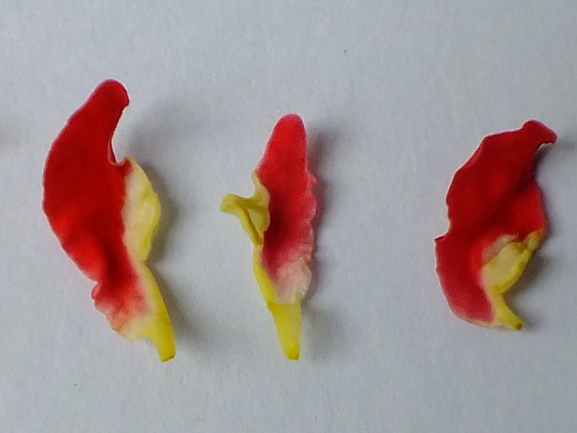 バラの花の構造 のん木草 みどり見て歩き バラの花の構造 のん木草 みどり見て歩き