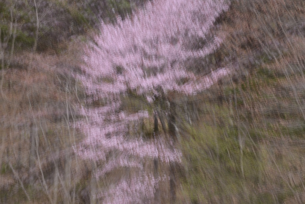 これも桜_c0240388_17364690.jpg