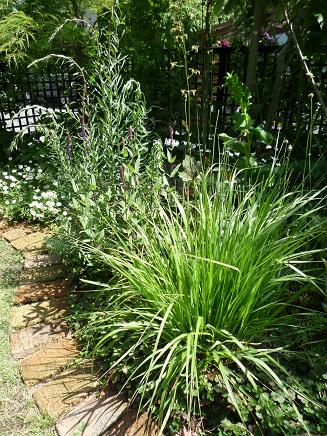 南の庭も初夏の花に移り変わって_e0234004_23802.jpg