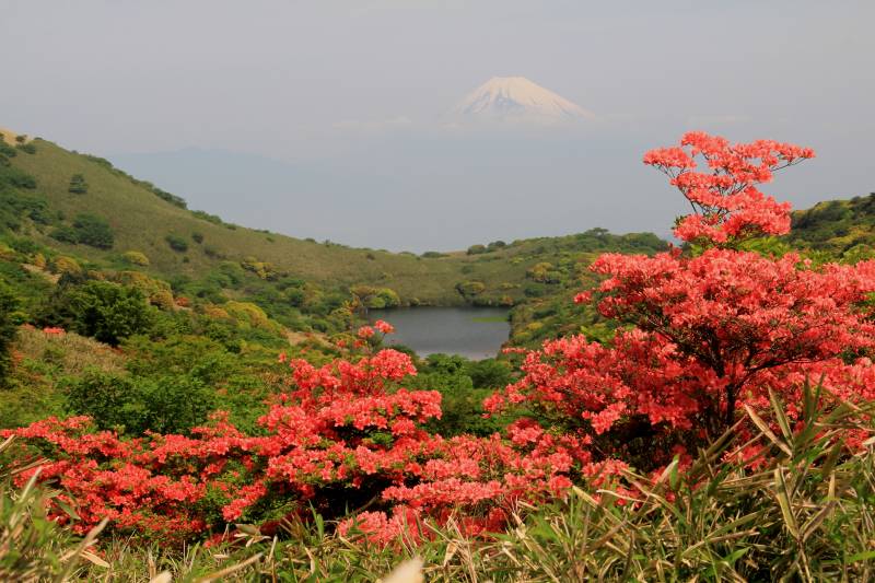 伊豆玄岳のツツジ_a0188405_19191953.jpg