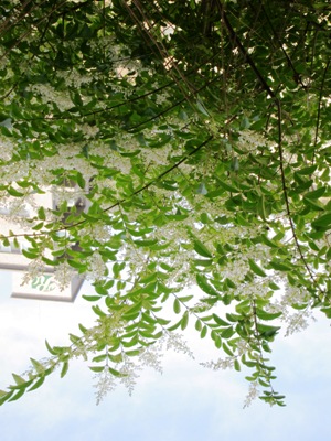 5月のLUCCA_b0122805_18274654.jpg