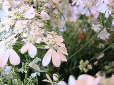 5月のLUCCA_b0122805_18293446.jpg