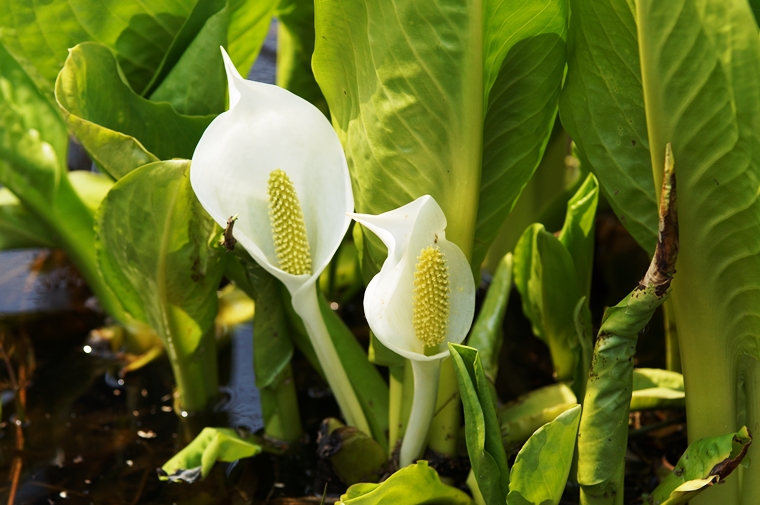 水芭蕉の花言葉 Language Of Flowers Of Skunk Cabbage Slice Of Life