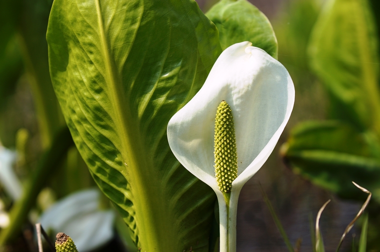 水芭蕉の花言葉 Language Of Flowers Of Skunk Cabbage Slice Of Life 水芭蕉の花言葉 Language Of Flowers Of Skunk Cabbage Slice Of Life