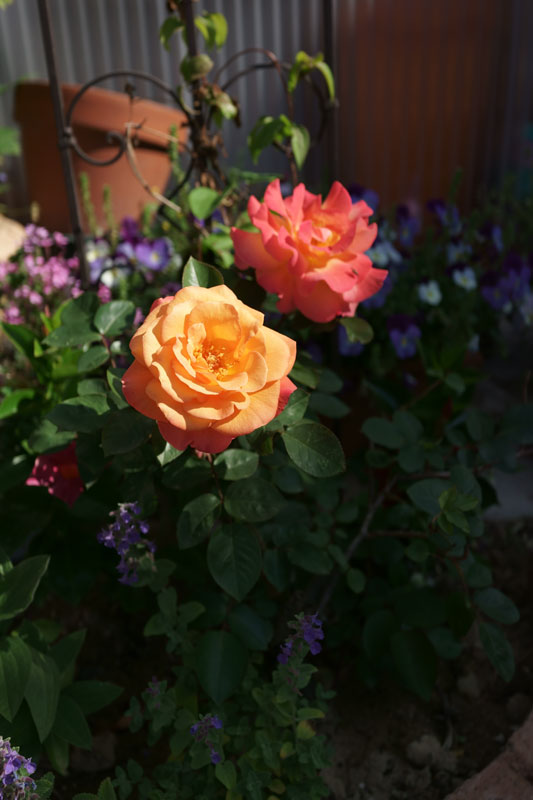 a0278914_1304748.jpg