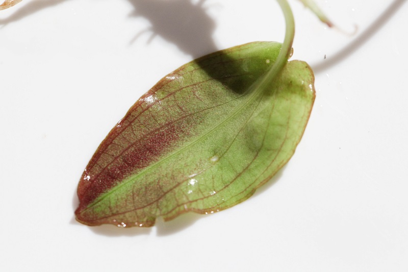 Cryptocoryne striolata \"Sekatak\" Kal-timur (TB) #1_a0141717_20345952.jpg