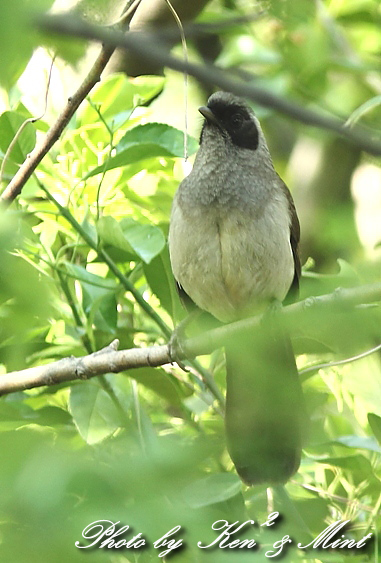 珍鳥　外来種 「カオグロガビチョウ」 さん♪_e0218518_22545121.jpg