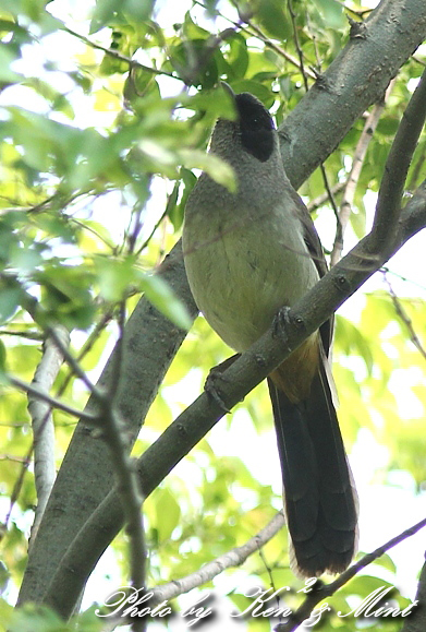 珍鳥　外来種 「カオグロガビチョウ」 さん♪_e0218518_2255112.jpg