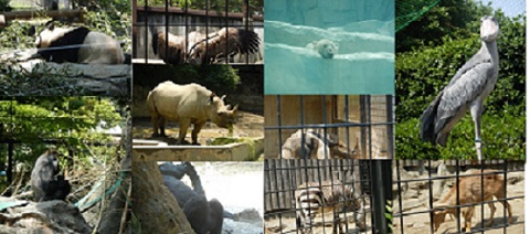 上野Zoo_f0153418_16393816.jpg