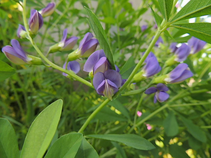 ツバメ・オリーブ･定家葛・蛍袋・大紫露草・十薬・紫先代萩_a0037019_64148.jpg