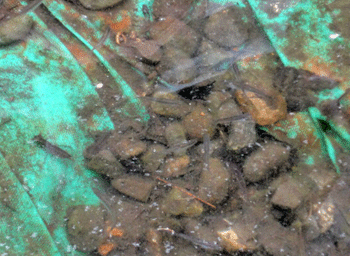 f0232920_1627664.gif