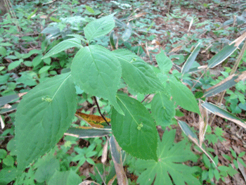 f0232920_16295979.gif