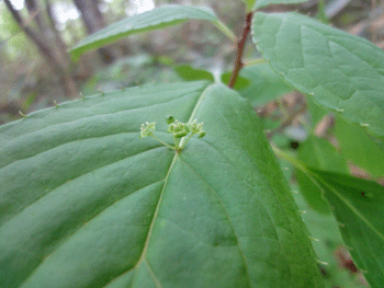 f0232920_16305257.gif