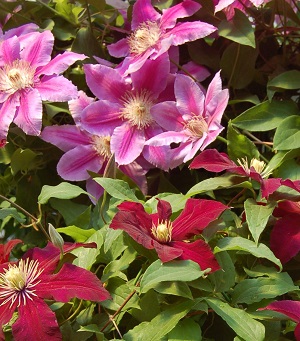 e0071324_92574.jpg