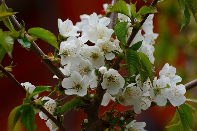 f0170524_7464759.jpg