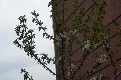 f0170524_7515454.jpg