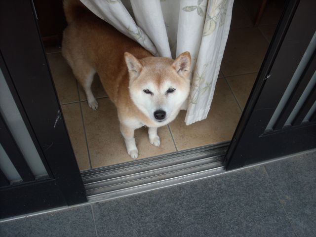 犬感_b0174236_14201028.jpg