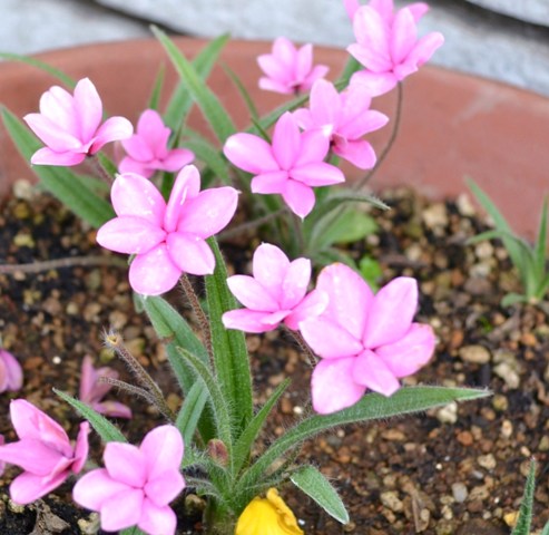 母の三回忌　庭の草花　松戸_e0172840_10174090.jpg