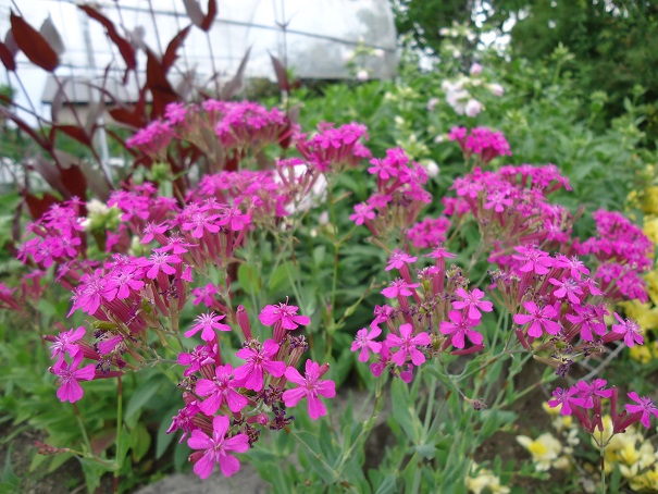 ムシトリナデシコ ぶうたらママは花が好き