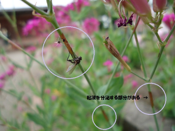 ムシトリナデシコ ぶうたらママは花が好き ムシトリナデシコ ぶうたらママは花が好き