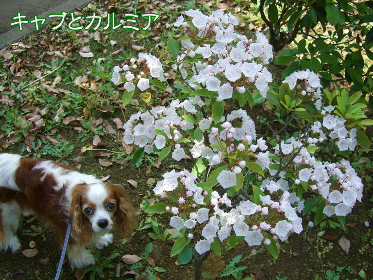 b0279153_20202831.jpg