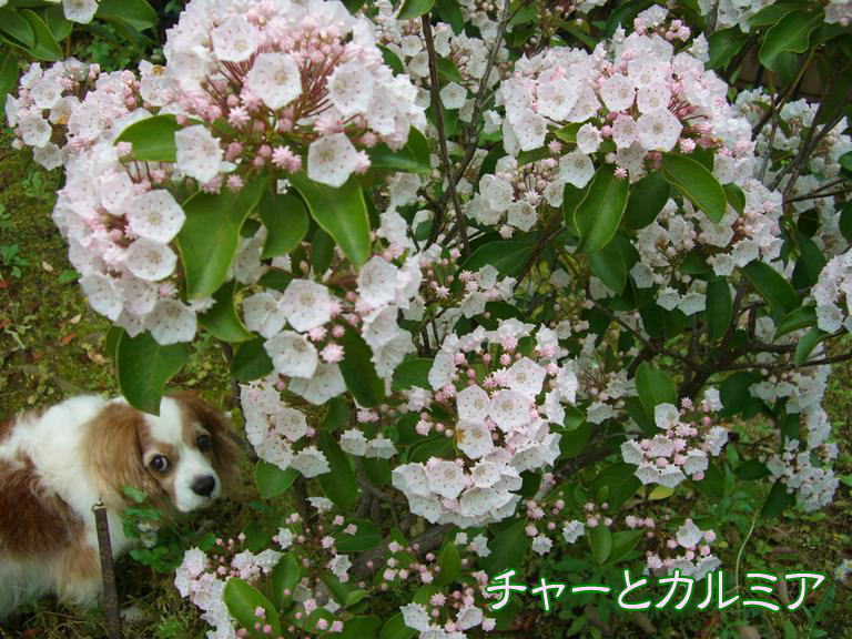 b0279153_20204617.jpg