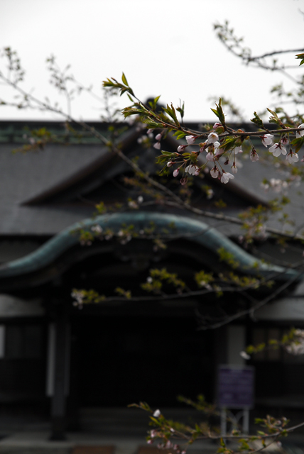 4月20日小樽住吉神社_d0138157_18544332.jpg