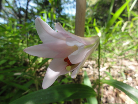 ささゆり第1号が開花しました in うみべの森_c0108460_20571183.jpg