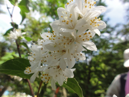 ささゆり第1号が開花しました in うみべの森_c0108460_2104176.jpg