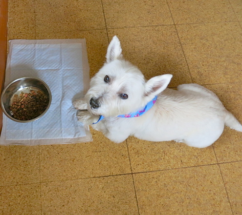 「しゅっ」としてない犬_c0260460_13551285.jpg