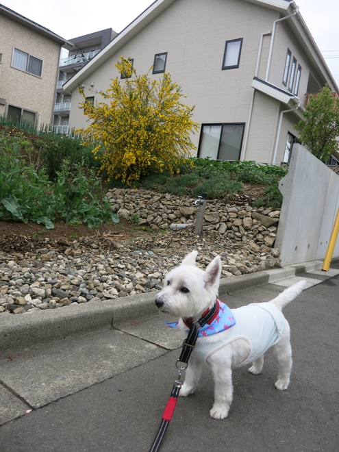 「しゅっ」としてない犬_c0260460_147181.jpg