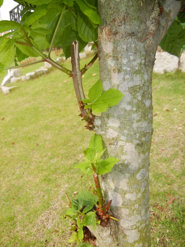 ’13,5,23(木)キョン対策、今でしょ!_f0060461_11412287.jpg