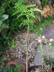 e0225164_722314.jpg