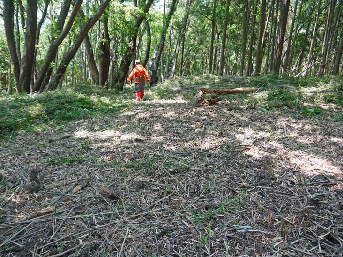 アズマネザサの “厚い壁”貫通：５・１８六国見山定例手入れ_c0014967_6111965.jpg