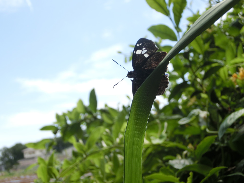 アカシジミ　　今年はたくさん観る予定　　2013.5.19埼玉県①_a0146869_715623.jpg