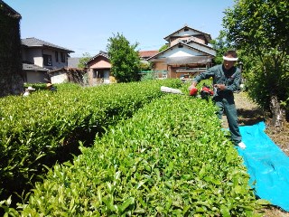 プチ便り( お茶摘み)_a0206870_16302048.jpg