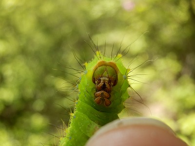 オオミズアオ（幼虫）_f0057070_2223447.jpg