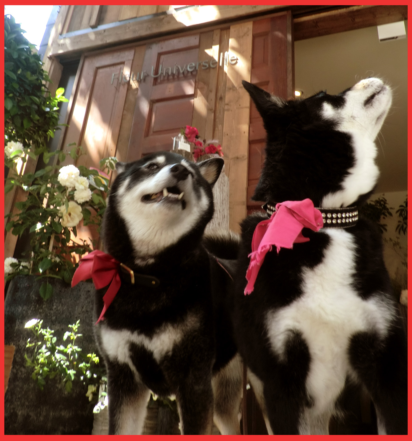 ツリーハウスがある花屋さん、フルール ユニヴェルセル。_e0236072_21161712.jpg