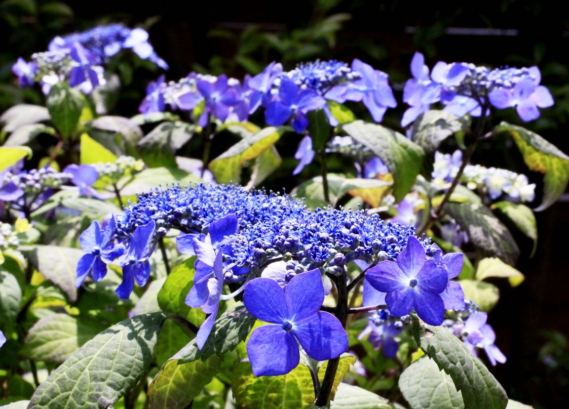 ヤマアジサイ(山紫陽花)_a0107574_17432523.jpg