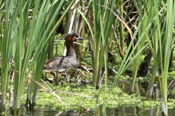 ★先週末の鳥類園(2013.5.18~19)_e0046474_1619958.jpg
