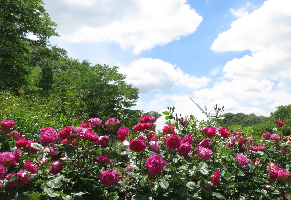 花フェスタ記念公園～世界のバラ園_e0233674_17292518.jpg